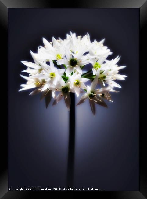 Wild Garlic flower Framed Print by Phill Thornton