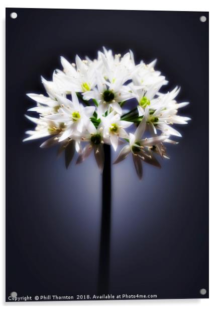 Wild Garlic flower Acrylic by Phill Thornton