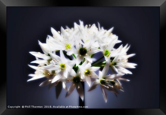 Wild Garlic flower No. 2 Framed Print by Phill Thornton