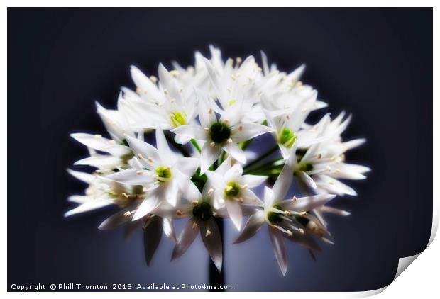 Wild Garlic flower No. 2 Print by Phill Thornton