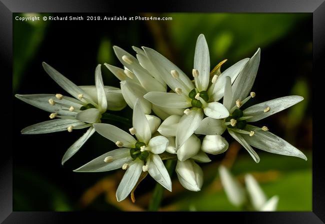 Wild Garlic flower Framed Print by Richard Smith