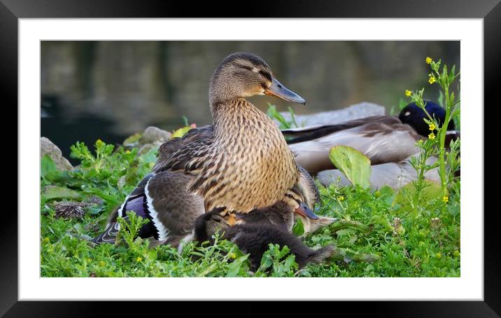 Mallard and Ducklings  Framed Mounted Print by Victor Burnside