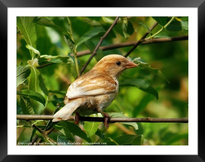     Perched on a Branch                            Framed Mounted Print by Jane Metters