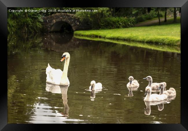 Swans in the Park  Framed Print by Ciaran Craig