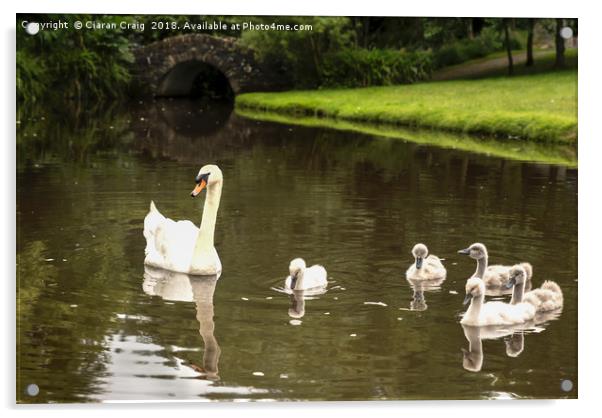 Swans in the Park  Acrylic by Ciaran Craig