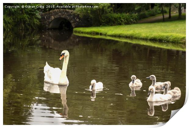 Swans in the Park  Print by Ciaran Craig