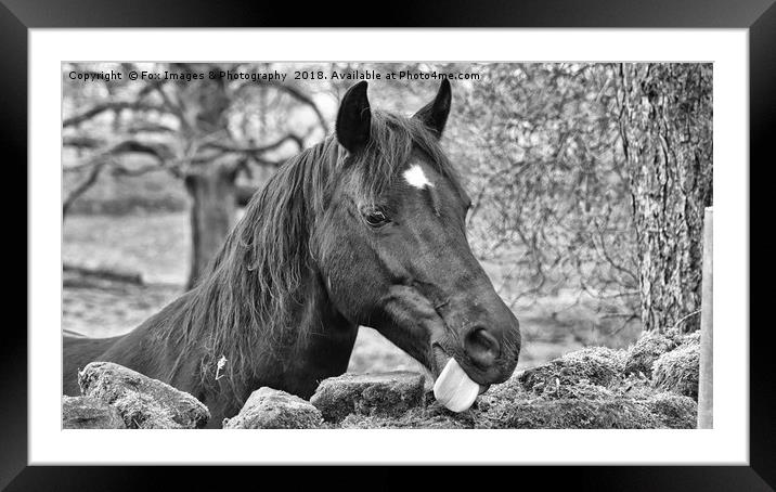 Horse Portrait Framed Mounted Print by Derrick Fox Lomax