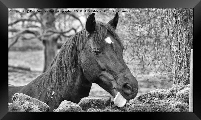 Horse Portrait Framed Print by Derrick Fox Lomax