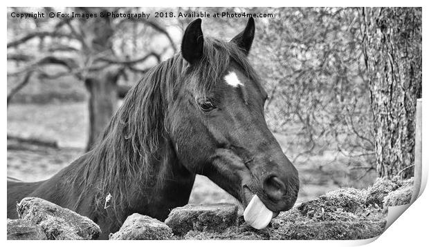 Horse Portrait Print by Derrick Fox Lomax