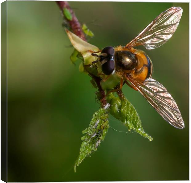 Hoverfly & Aphids Canvas Print by Jonathan Thirkell