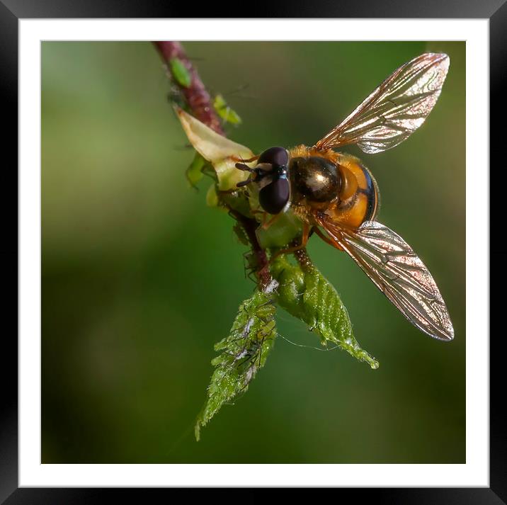 Hoverfly & Aphids Framed Mounted Print by Jonathan Thirkell