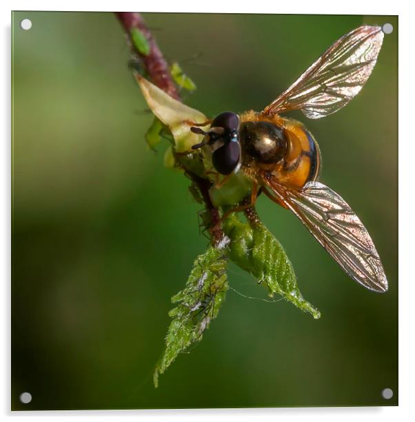 Hoverfly & Aphids Acrylic by Jonathan Thirkell