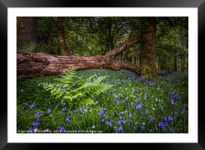 Bluebell Woods Framed Mounted Print by Angela H