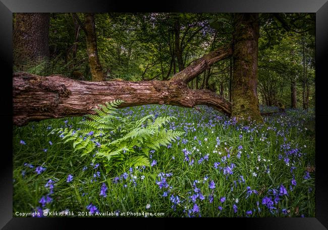 Bluebell Woods Framed Print by Angela H