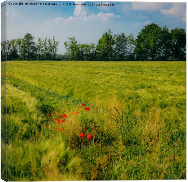 Red poppies on a green wheat field  Canvas Print by Alexandre Rotenberg