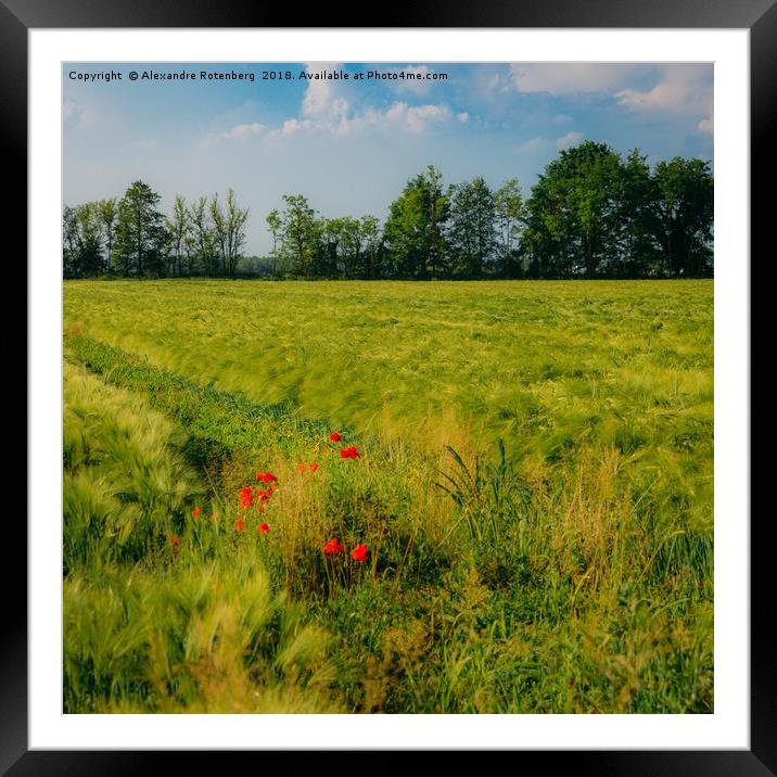 Red poppies on a green wheat field  Framed Mounted Print by Alexandre Rotenberg
