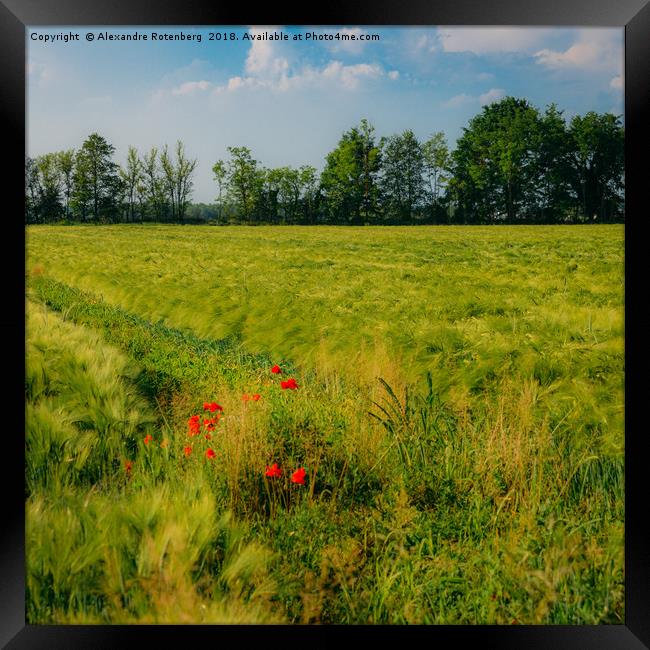 Red poppies on a green wheat field  Framed Print by Alexandre Rotenberg