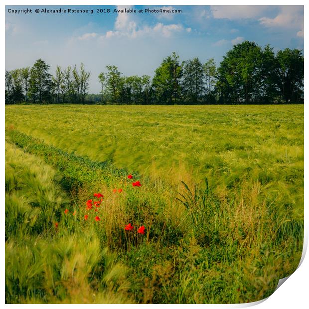 Red poppies on a green wheat field  Print by Alexandre Rotenberg