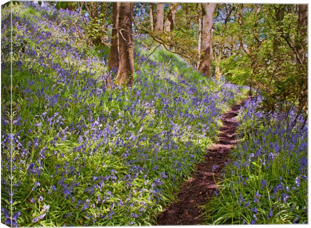 spring woodland Canvas Print by David McCulloch