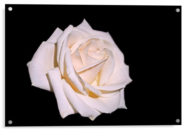 Rose for January Acrylic by Karen Martin