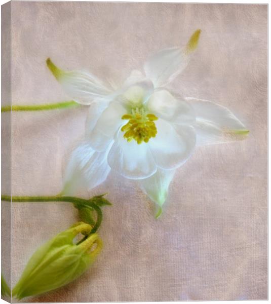 floral glow Canvas Print by sue davies