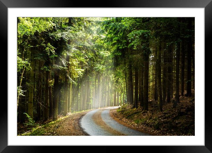 Czech forest in the day sunlight rays. Framed Mounted Print by Sergey Fedoskin