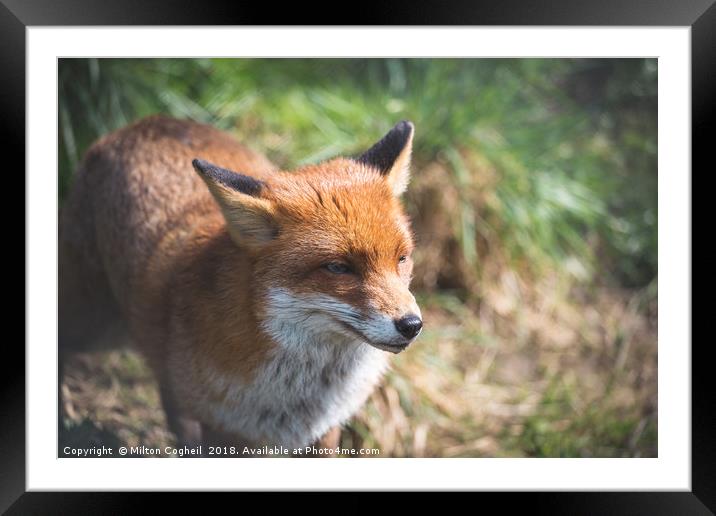Red Fox Framed Mounted Print by Milton Cogheil