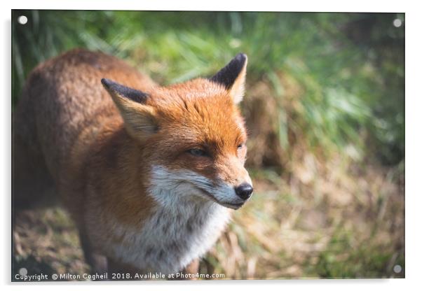 Red Fox Acrylic by Milton Cogheil