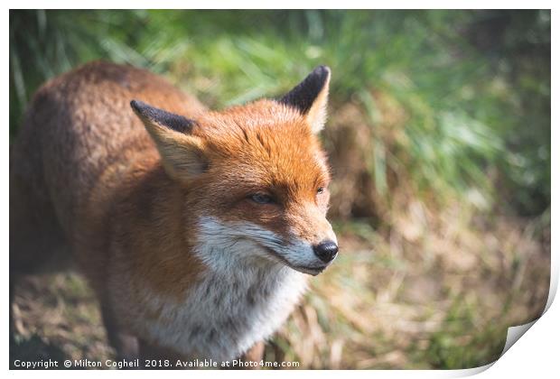 Red Fox Print by Milton Cogheil