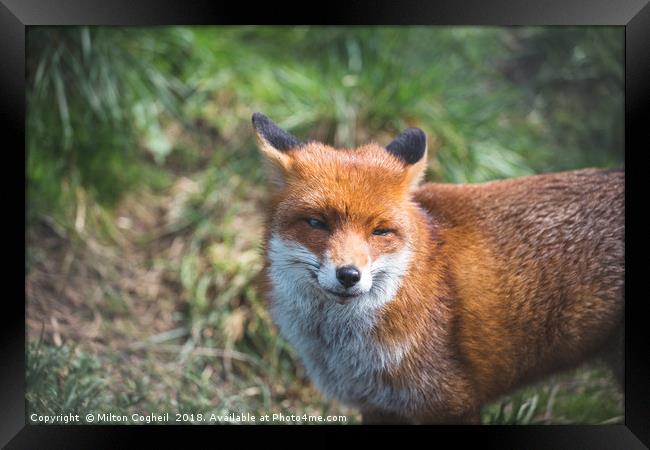 British Red Fox Framed Print by Milton Cogheil