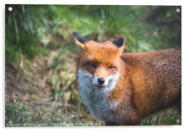British Red Fox Acrylic by Milton Cogheil