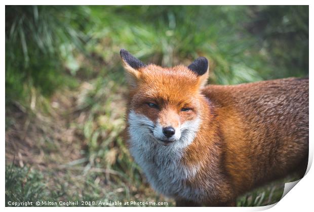 British Red Fox Print by Milton Cogheil