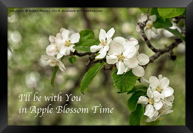 Apple Blossom Time Framed Print by Robert Murray