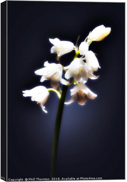 The white Bluebell. Canvas Print by Phill Thornton