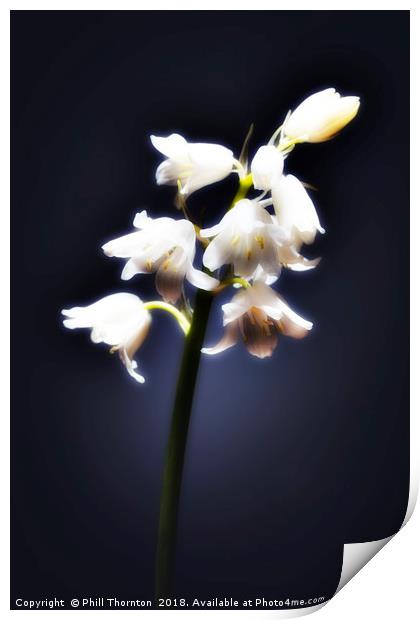 The white Bluebell. Print by Phill Thornton
