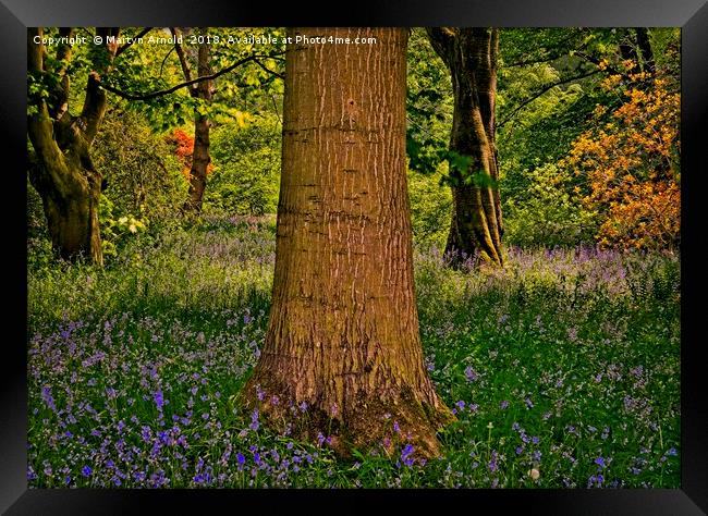 Magical Spring Woodland Framed Print by Martyn Arnold