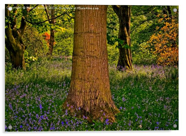 Magical Spring Woodland Acrylic by Martyn Arnold