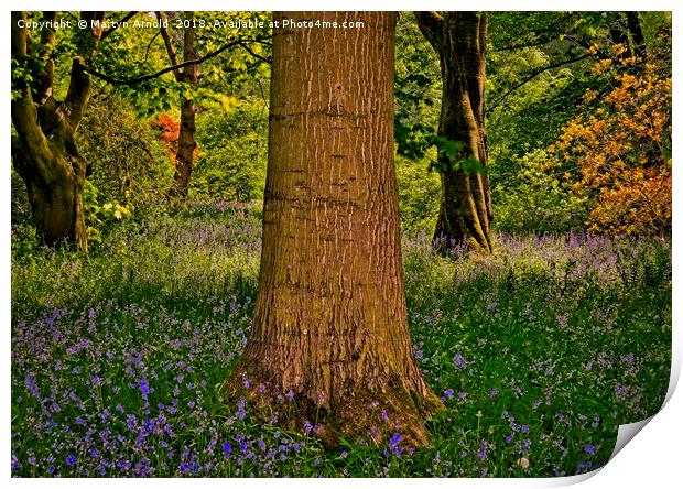 Magical Spring Woodland Print by Martyn Arnold