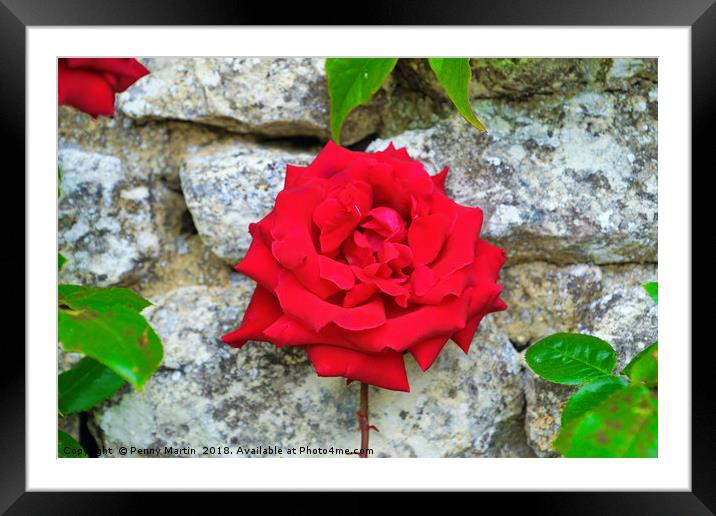 Single Red Rose on Wall Framed Mounted Print by Penny Martin