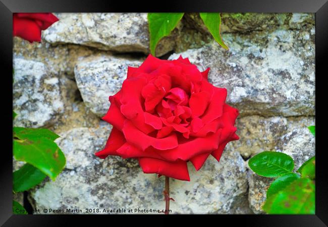 Single Red Rose on Wall Framed Print by Penny Martin