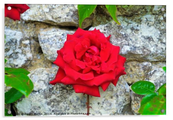 Single Red Rose on Wall Acrylic by Penny Martin