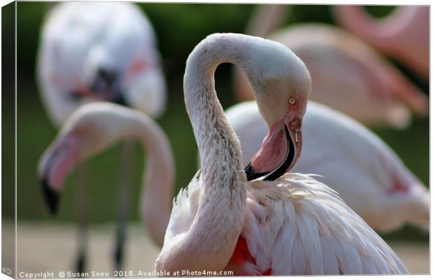 Greater Flamingo Canvas Print by Susan Snow
