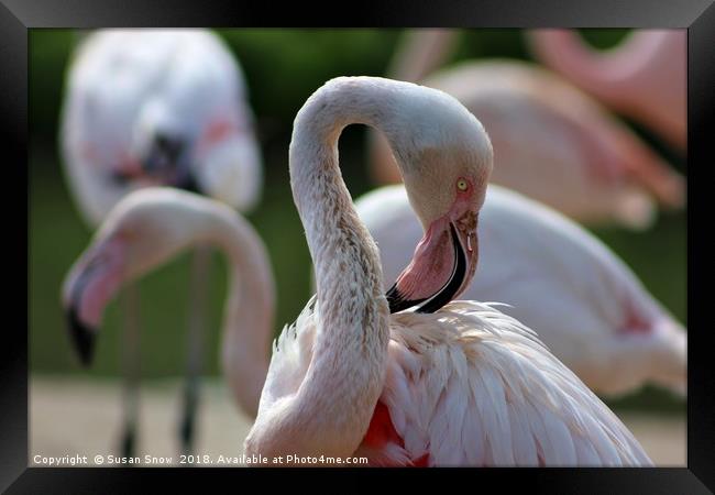 Greater Flamingo Framed Print by Susan Snow