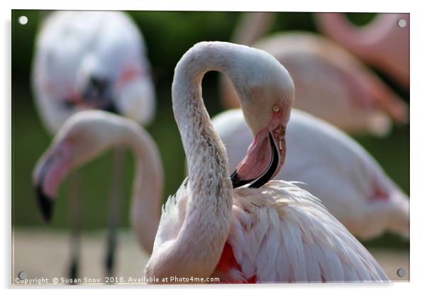 Greater Flamingo Acrylic by Susan Snow