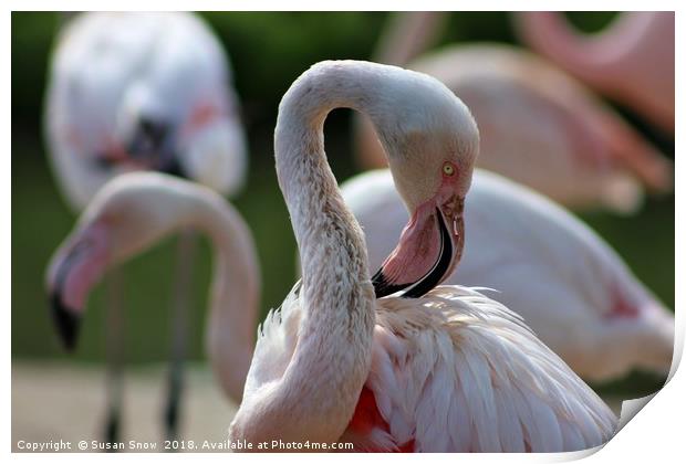 Greater Flamingo Print by Susan Snow