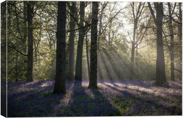 Dawn in the bluebell woods 1 Canvas Print by Gary Pearson