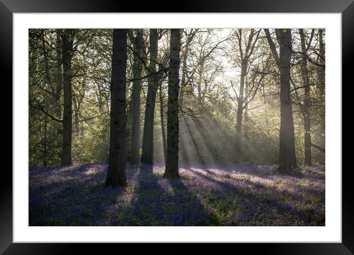 Dawn in the bluebell woods 1 Framed Mounted Print by Gary Pearson