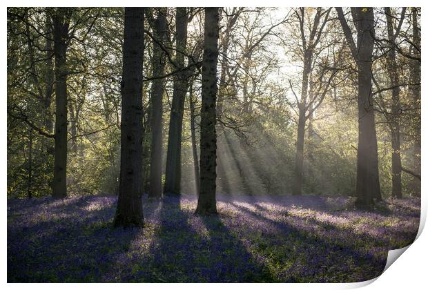 Dawn in the bluebell woods 1 Print by Gary Pearson