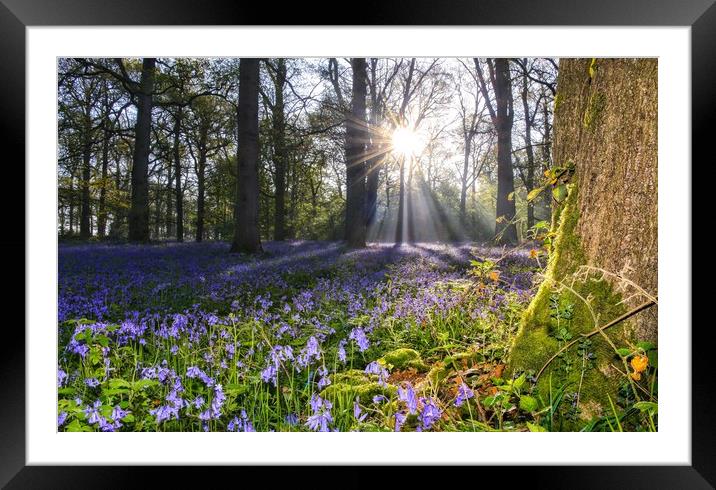 Dawn in the bluebell woods 2 Framed Mounted Print by Gary Pearson