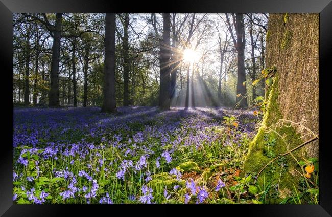 Dawn in the bluebell woods 2 Framed Print by Gary Pearson